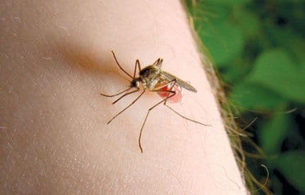 Malarija preti milionima zbog toplijeg vremena Malarija preti milionima zbog toplijeg vremena