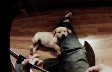 VIDEO: Ova kuca zaista umije da uživa u muzici! VIDEO: Ova kuca zaista umije da uživa u muzici!