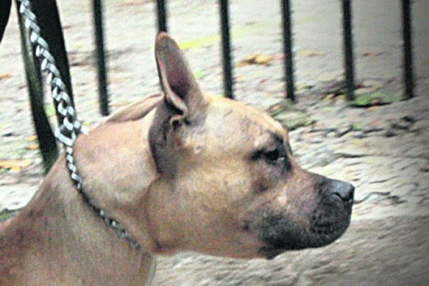 Podgorica: Djevojčicu izujedao pas Podgorica: Djevojčicu izujedao pas