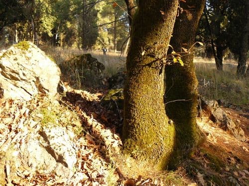 „Zelenilo“ organizovalo akciju čišćenja na Gorici „Zelenilo“ organizovalo akciju čišćenja na Gorici