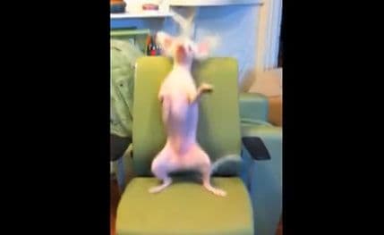 Pogledajte psa koji igra uz "Happy" Farela Vilijamsa (VIDEO) Pogledajte psa koji igra uz "Happy" Farela Vilijamsa (VIDEO)