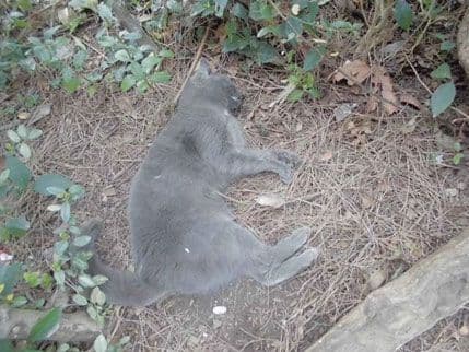 Sunčani sat: U Baru opet prosut otrov Sunčani sat: U Baru opet prosut otrov