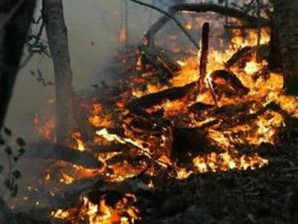 Trebinje: Gori 15 hektara šume na granici sa Crnom Gorom Trebinje: Gori 15 hektara šume na granici sa Crnom Gorom