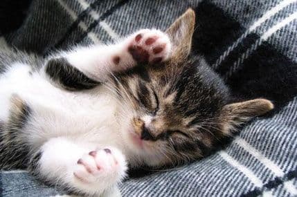 Da li mačku treba držati unutra ili je puštati napolje? Da li mačku treba držati unutra ili je puštati napolje?