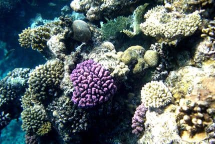 Ovo je predak svih životinja na Zemlji? Ovo je predak svih životinja na Zemlji?