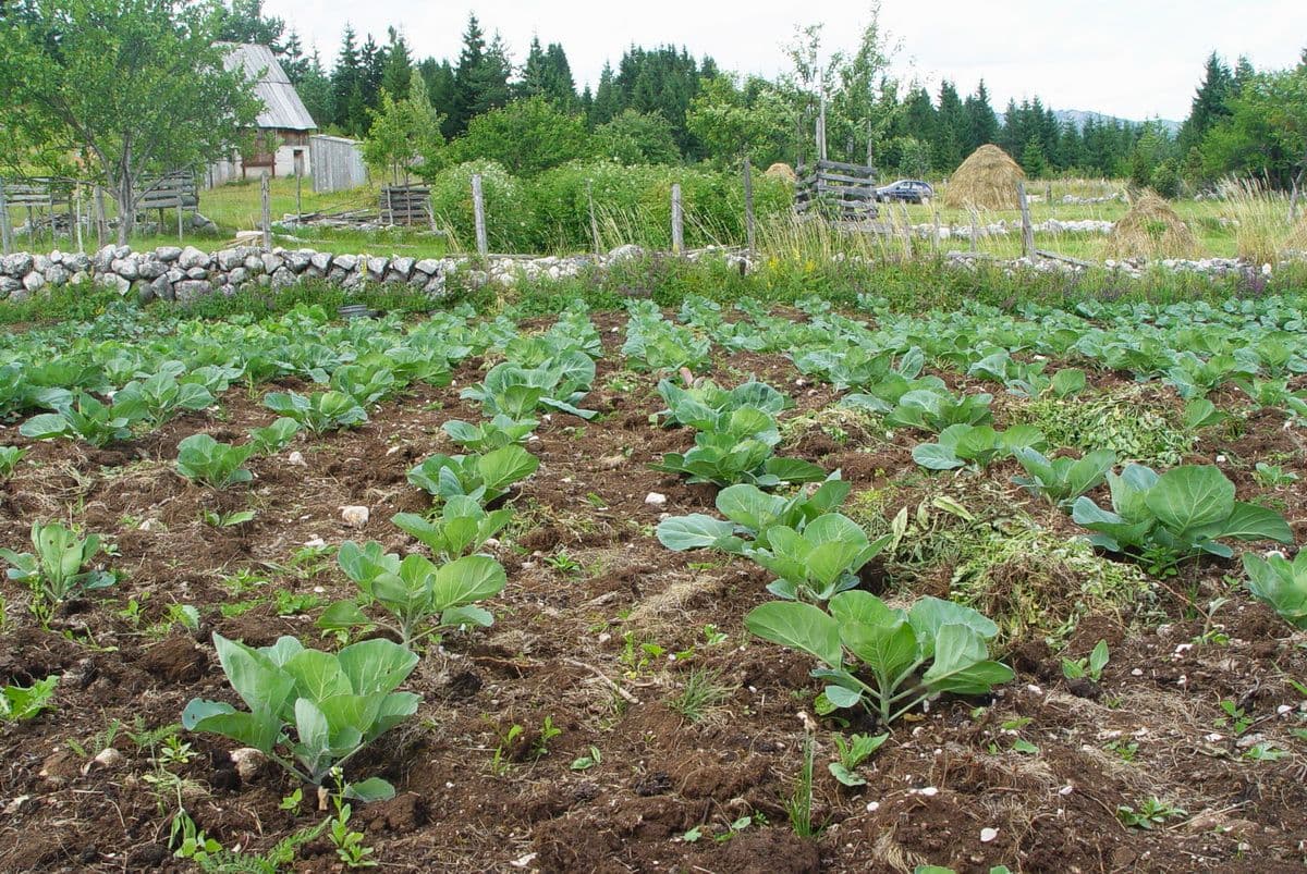 Radionica o organskoj proizvodnji Radionica o organskoj proizvodnji