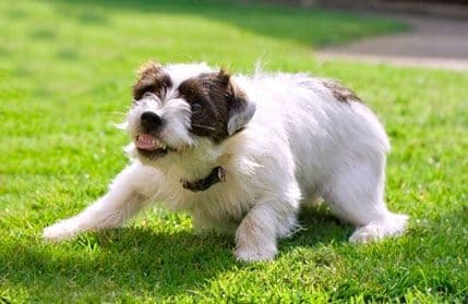 Što da radite ako imate agresivnog psa Što da radite ako imate agresivnog psa