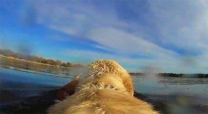 VIDEO: Život iz perspektive psa VIDEO: Život iz perspektive psa