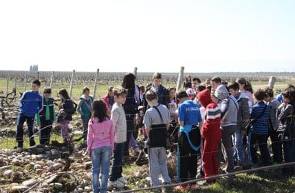 Podgorički osnovci posjetili vinograde "Plantaža" (VIDEO) Podgorički osnovci posjetili vinograde "Plantaža" (VIDEO)