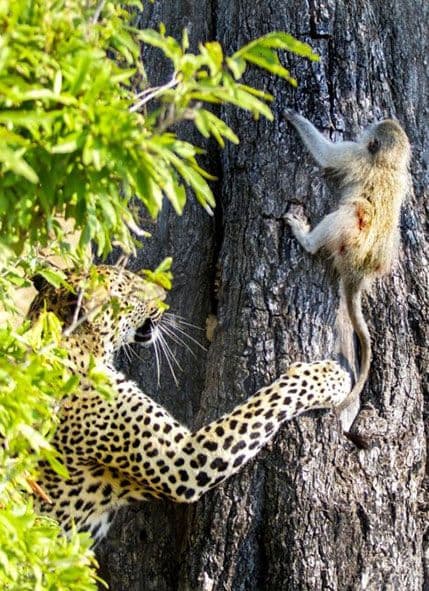 Zakon jačega nije uvijek na snazi Zakon jačega nije uvijek na snazi