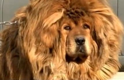 Štene tibetanskog mastifa prodano za 2 miliona dolara Štene tibetanskog mastifa prodano za 2 miliona dolara