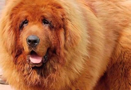 Ovo je najskuplji pas na svijetu Ovo je najskuplji pas na svijetu