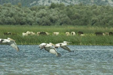 WWF i Green Home: Ekosistemi u regionu Dinarskog luka ozbiljno ugroženi WWF i Green Home: Ekosistemi u regionu Dinarskog luka ozbiljno ugroženi