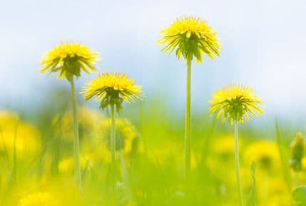 Zašto je maslačak tako zdrav? Zašto je maslačak tako zdrav?