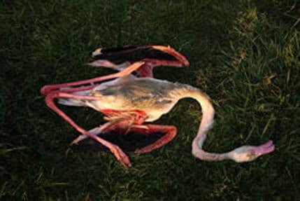 Ubijen flamingos na ulcinjskoj Solani Ubijen flamingos na ulcinjskoj Solani