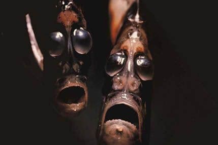 Čudna stvorenja koja žive na najdubljem mjestu na svijetu (VIDEO) Čudna stvorenja koja žive na najdubljem mjestu na svijetu (VIDEO)