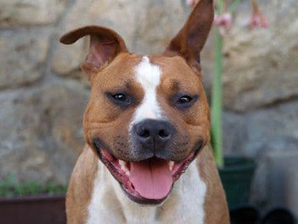 Francuskinja dobila doživotnu zabranu držanja životinja Francuskinja dobila doživotnu zabranu držanja životinja