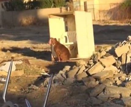 VIDEO: Uzela ga sa deponije i dala mu šansu za srećniji život VIDEO: Uzela ga sa deponije i dala mu šansu za srećniji život