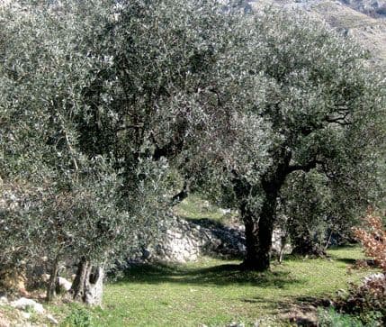 Ministarstvo poljoprivrede: Javni poziv za dodjelu podrške maslinarima Ministarstvo poljoprivrede: Javni poziv za dodjelu podrške maslinarima