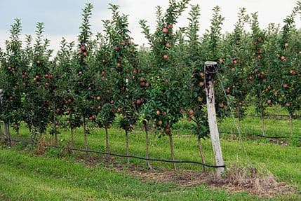 Ministarstvo poljoprivrede: Javni poziv za modernizaciju voćnih zasada Ministarstvo poljoprivrede: Javni poziv za modernizaciju voćnih zasada