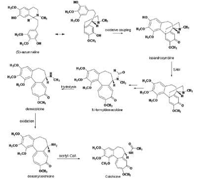 Lijek korišten još u doba faraona liječi perikarditis Lijek korišten još u doba faraona liječi perikarditis