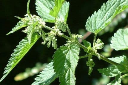 Što sve liječi kopriva Što sve liječi kopriva