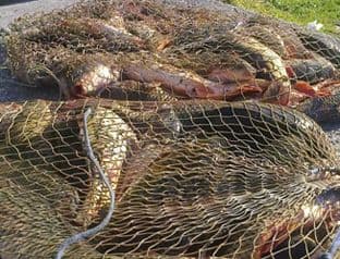 Uhapšeno pet albanskih državljana zbog nelegalnog izlova ribe Uhapšeno pet albanskih državljana zbog nelegalnog izlova ribe