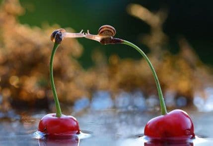 Pogledajte dva puža koji se ljube na peteljkama od trešanja Pogledajte dva puža koji se ljube na peteljkama od trešanja