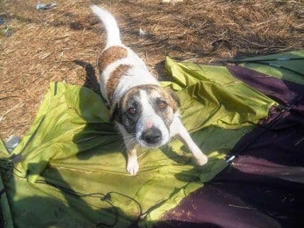 AKCIJA UDOMLJAVANJA: Mješanac Janko (FOTO) AKCIJA UDOMLJAVANJA: Mješanac Janko (FOTO)