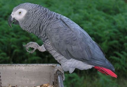 Papagaj izbačen iz radnje zbog psovanja Papagaj izbačen iz radnje zbog psovanja