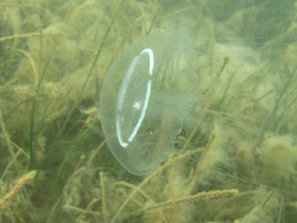 Naučnici iz Kotora i Dubrovnika izučavaju specifičnu meduzu u Boki Naučnici iz Kotora i Dubrovnika izučavaju specifičnu meduzu u Boki