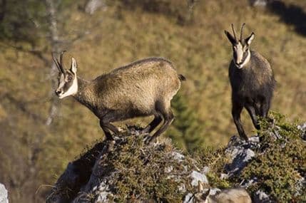 Sedam NVO uputilo pismo Ivanoviću zbog problema u oblasti lovstva Sedam NVO uputilo pismo Ivanoviću zbog problema u oblasti lovstva