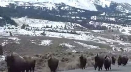 VIDEO: Bizoni bježe od erupcije u Jeloustonu? VIDEO: Bizoni bježe od erupcije u Jeloustonu?