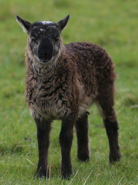 Pogledajte: Rođen hibrid ovce i jarca Pogledajte: Rođen hibrid ovce i jarca