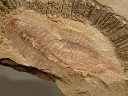 Da li je ovo najstariji fosil srca i krvnih sudova? Da li je ovo najstariji fosil srca i krvnih sudova?