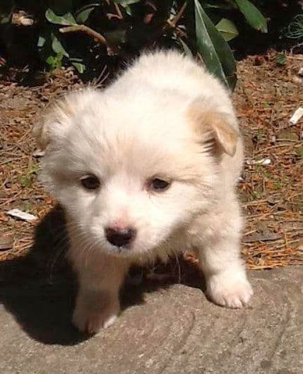 AKCIJA UDOMLJAVANJA: Udomite Snešku AKCIJA UDOMLJAVANJA: Udomite Snešku