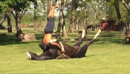 Argentina: Koriste jogu za kroćenje konja Argentina: Koriste jogu za kroćenje konja