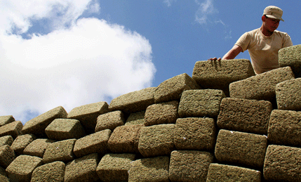 Kolumbija: Zaplijenjno 1,3 tone marihuane Kolumbija: Zaplijenjno 1,3 tone marihuane