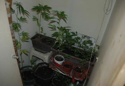 U stanu u Igalu uzgajao kanabis U stanu u Igalu uzgajao kanabis