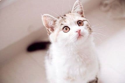 Šta mačka govori očima Šta mačka govori očima