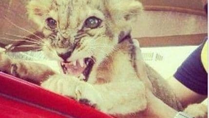 Sinovi nastavljaju El Čapov posao i hvale se na Tviteru Sinovi nastavljaju El Čapov posao i hvale se na Tviteru