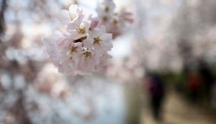 Misterija ranog cvjetanja trešnje iz svemira Misterija ranog cvjetanja trešnje iz svemira