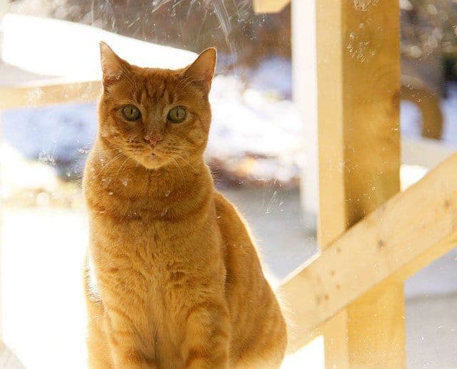 Mačak se vratio kući poslije 7 godina Mačak se vratio kući poslije 7 godina