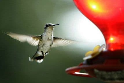 Kako su kolibri stigli do Južne Amerike? Kako su kolibri stigli do Južne Amerike?