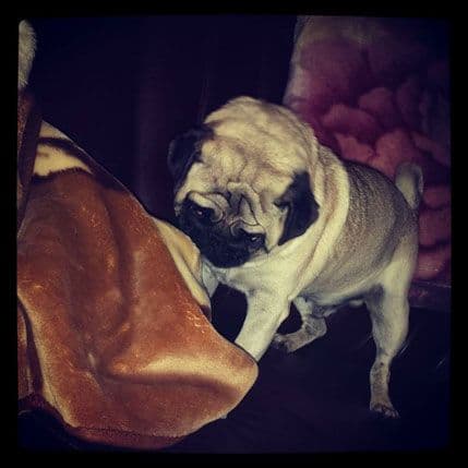 Alf se vratio kući Alf se vratio kući