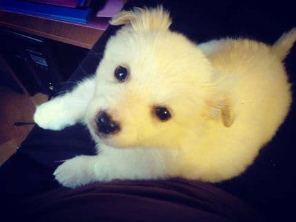 Sneška našla dom Sneška našla dom