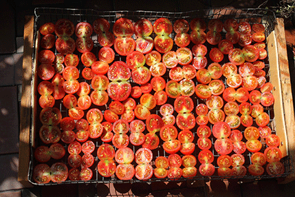 VIDEO: Najefektniji (i najefikasniji) način da izrežete čeri paradajz! VIDEO: Najefektniji (i najefikasniji) način da izrežete čeri paradajz!