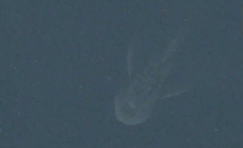 Da li je satelit "uhvatio" čudovište iz Loh Nesa?(VIDEO) Da li je satelit "uhvatio" čudovište iz Loh Nesa?(VIDEO)