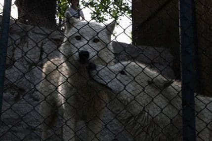 Beograd: Vuk povrijedio djevojčicu u Zoo vrtu Beograd: Vuk povrijedio djevojčicu u Zoo vrtu