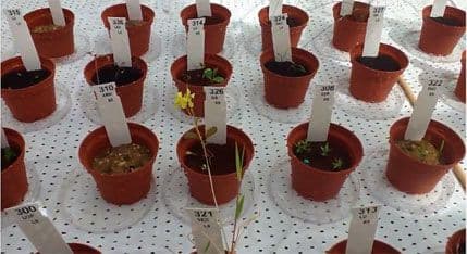 Voće će se uzgajati i na Marsu? Voće će se uzgajati i na Marsu?